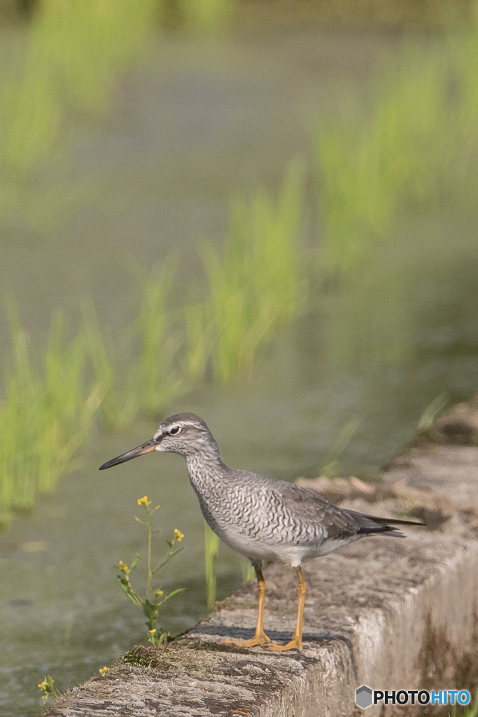 いつもの公園「キアシシギ」（２）