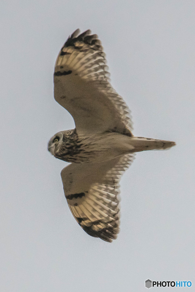 冬野人「雪が降る前に」（コミミズク）（３）