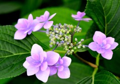 あじさい公園「冴紫陽花」