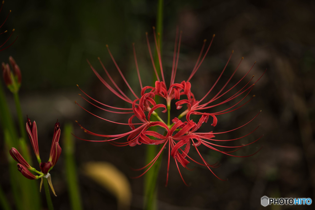 曼珠沙華秋景「探華」