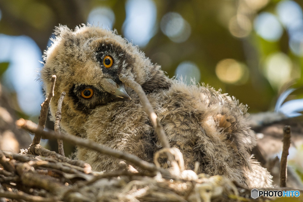 トラフズクにぎやか（14）