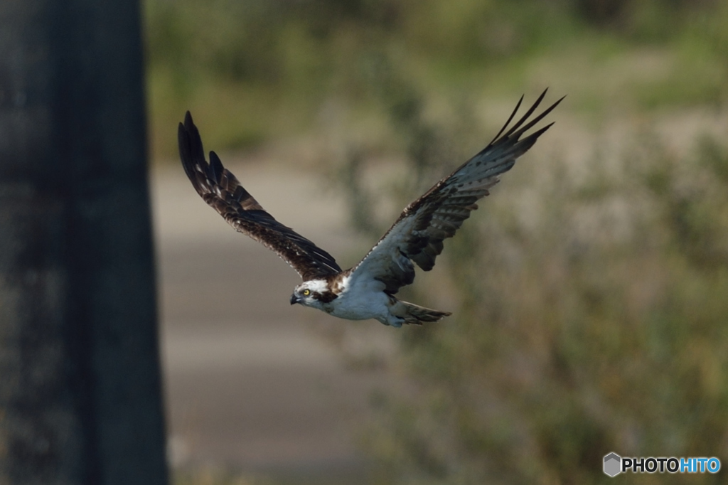 ミサゴ来る「羽ばたき」