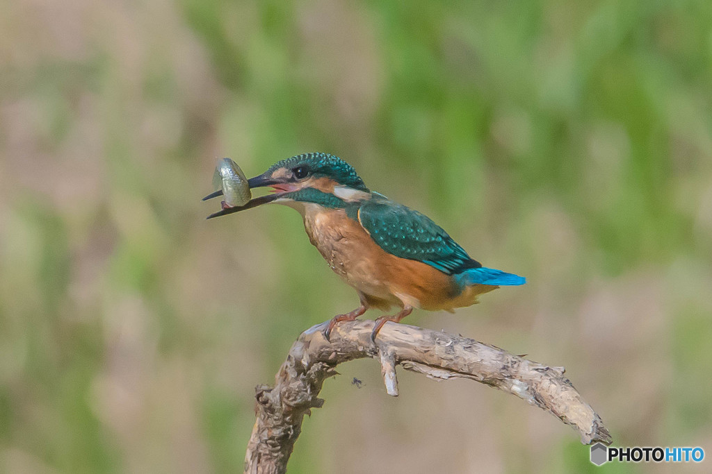 いつもの公園「お魚食べちゃった」（１）（カワセミ）