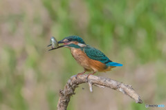 いつもの公園「お魚食べちゃった」（１）（カワセミ）