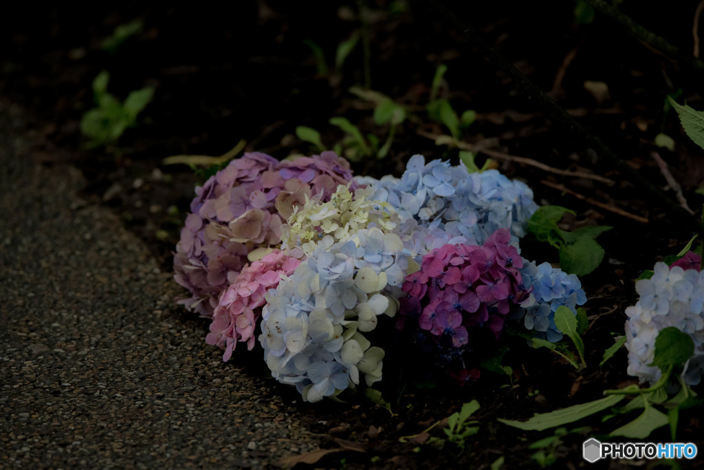 終い紫陽花
