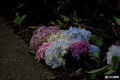 終い紫陽花