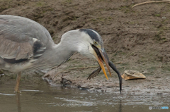 いつもの公園「事件です。」（３）