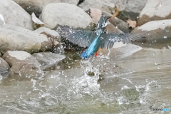 いつもの公園「海老喰う鳥」