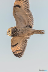 風穏やか冬野人悠々（コミミズク）（１４）