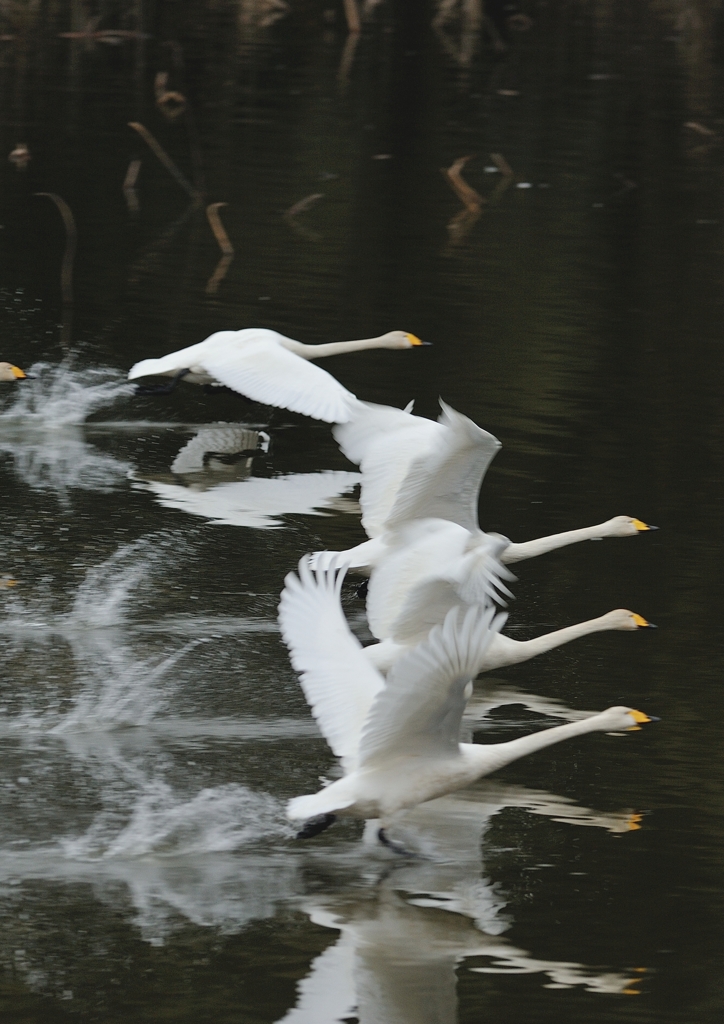 今朝、白鳥池（３）