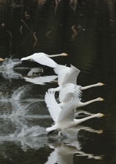 今朝、白鳥池（３）