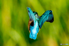 いつもの公園「翡翠」（ひすい）（１）