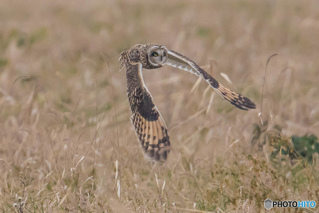 冬野人悠々（４）