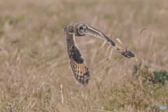 冬野人悠々（４）