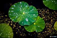 花日和、雨（スイレン）Ⅲ