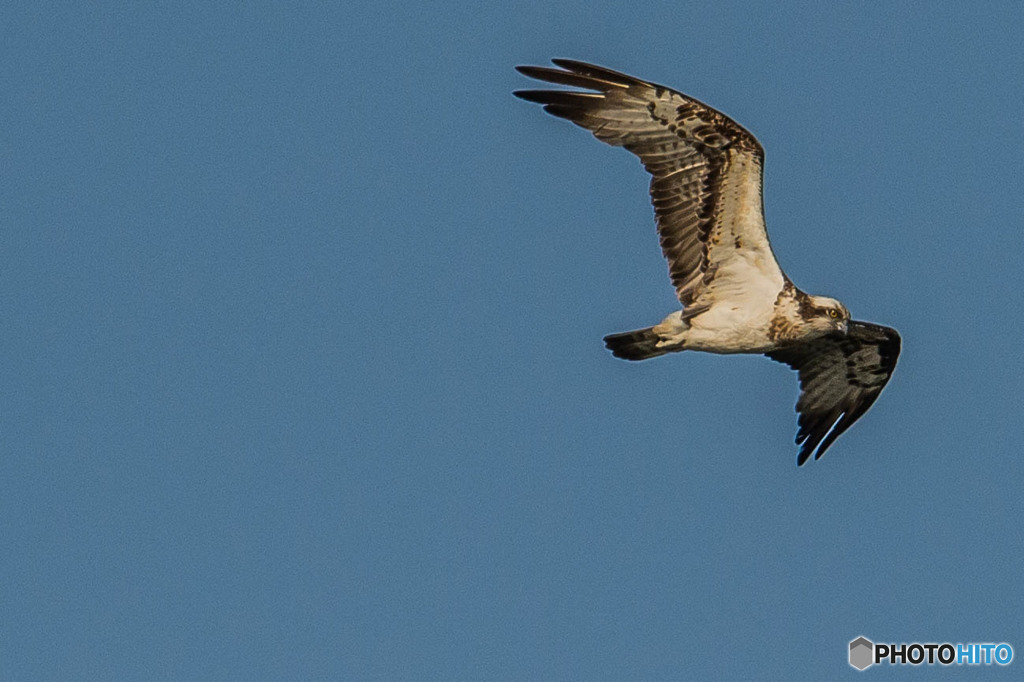 利根川秋日和「ミサゴ飛翔」