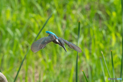 いつもの公園「高速にして大翼」