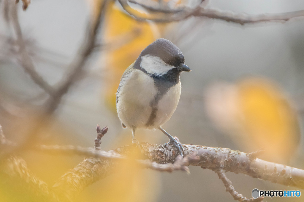 優し鳥（シジュウカラ）（２）