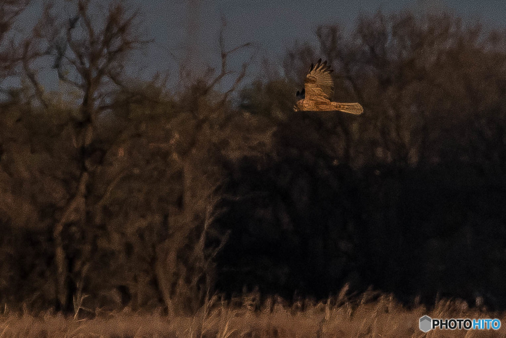 チュウヒ証拠写真（２）