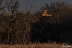 チュウヒ証拠写真（２）