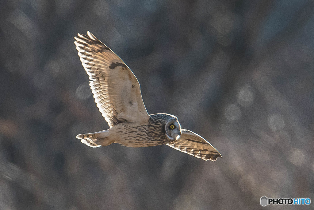 風穏やか冬野人悠々（コミミズク）（７）