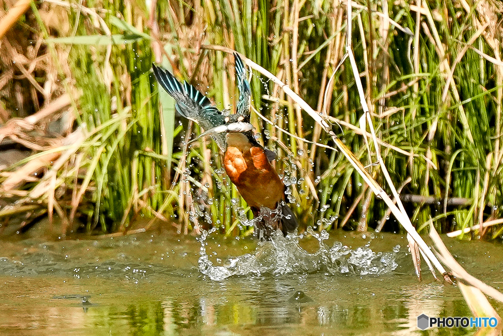 いつもの公園「捕ったぞぉ～」