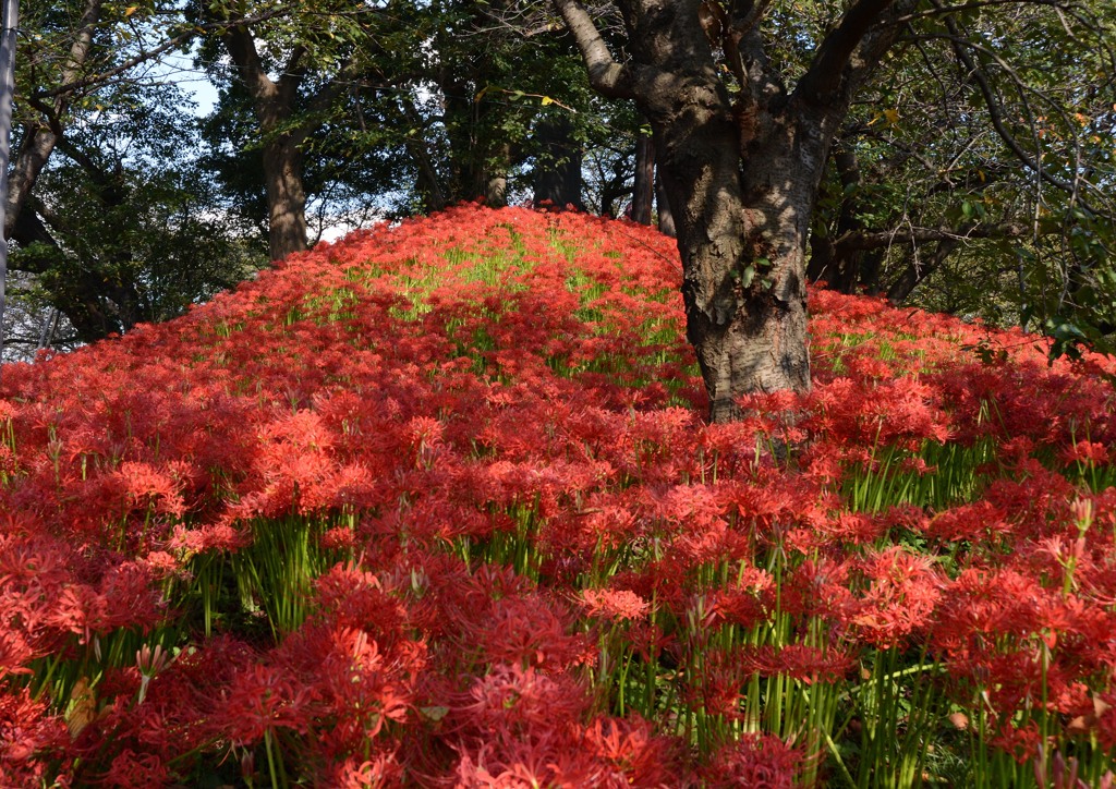 炎華　６－６「彼岸花山」