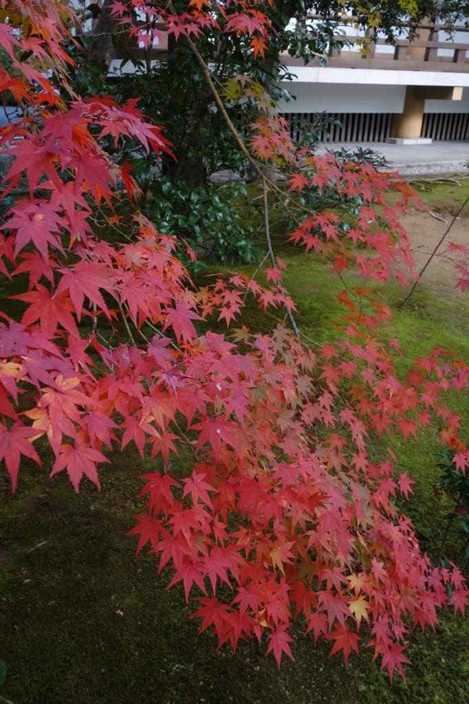 京都　太秦広隆寺４－３「紅もみじ」