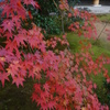 京都　太秦広隆寺４－３「紅もみじ」