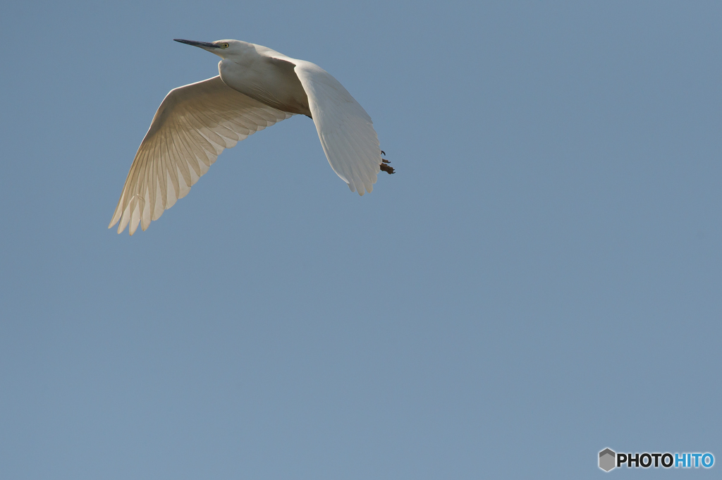 いつもの公園　サギ二景（２）