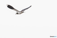 タゲリ二題（２）