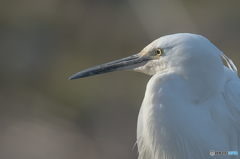 いつもの公園「コサギ」 いつもの公園「コサギ」