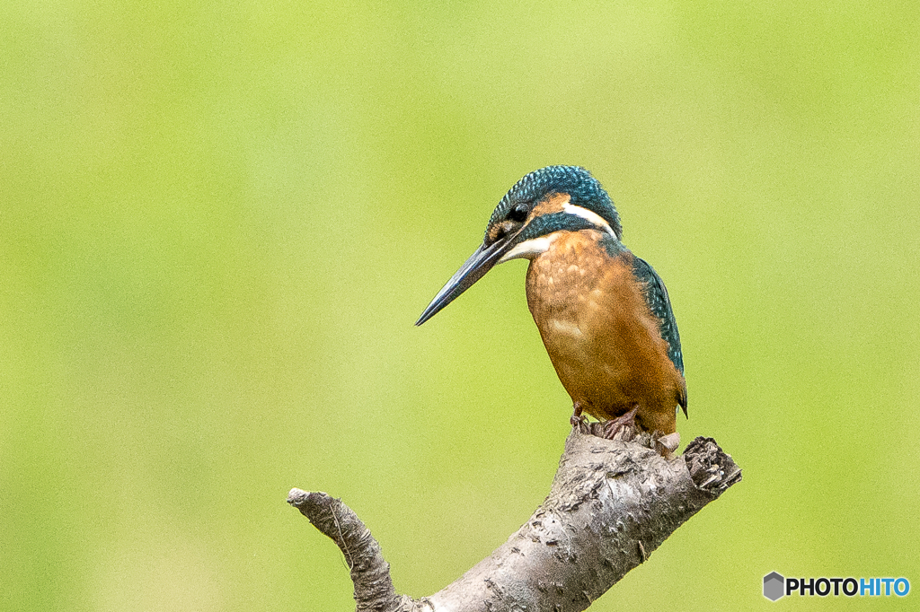 いつもの公園「実験的一日」（APS-C設定）