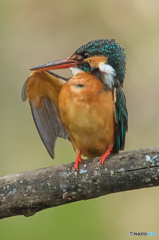 いつもの公園「カワセミ日記（9）」
