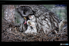 今朝、NHKワイルドライフ「カラフトフクロウ」