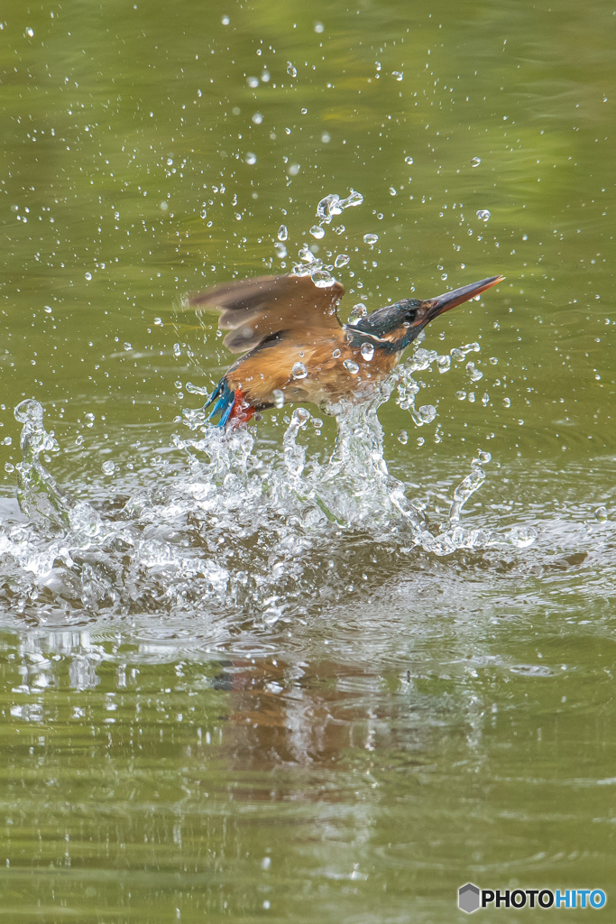 飛沫（しぶき）（１）カワセミ