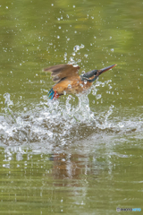 飛沫（しぶき）（１）カワセミ