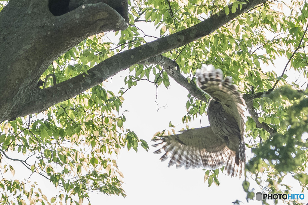 杜の人「杜の風」（フクロウ）（３）