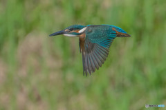 いつもの公園「飛ぶ」（１）（カワセミ）