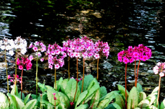 魅せられてクリンソウ「水華」