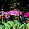 魅せられてクリンソウ「水華」