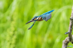 いつもの公園「カワセミの頃」（３）