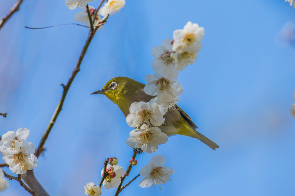 春景遊鳥（メジロ）（１）