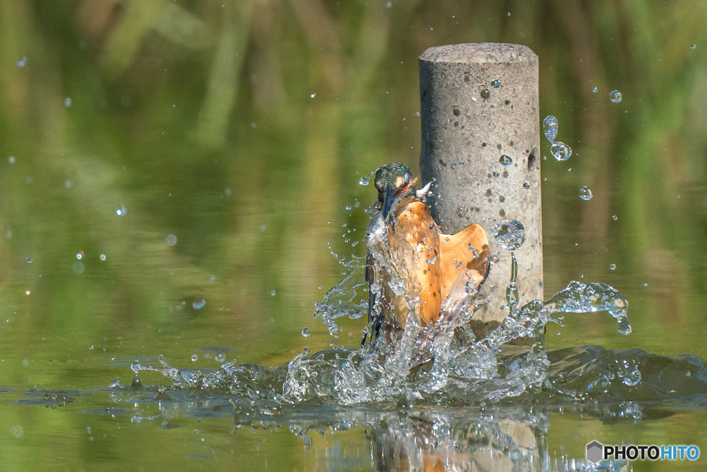 いつもの公園「捕魚」（１）
