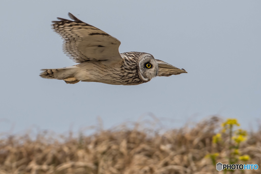 コミミズク近接