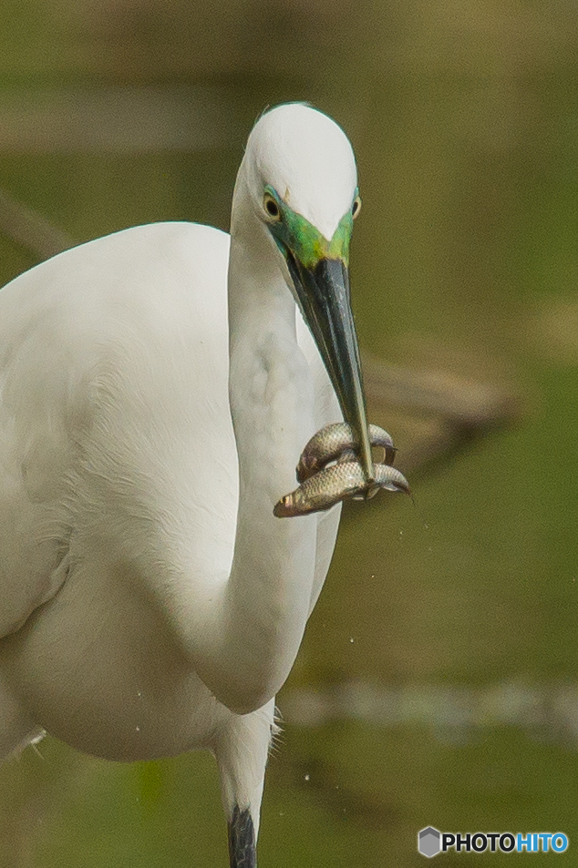 いつもの公園「二尾」