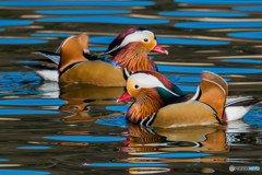 極彩色の鳥