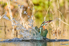 いつもの公園「推理」