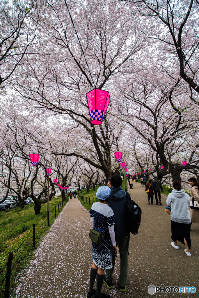 桜の樹の下で（埼玉県幸手市権現堂公園）（１６）「ツーリスト」