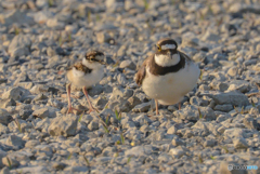 お散歩（コチドリ）